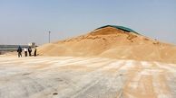 خوزستان رکوردار کاشت گندم / بیش از یک و نیم میلیون تن گندم از کشاورزان خوزستانی خریداری شد