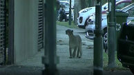 فیلم های زیبا از حضور حیوانات وحشی در خلوتی کرونایی شهرها ! + فیلم