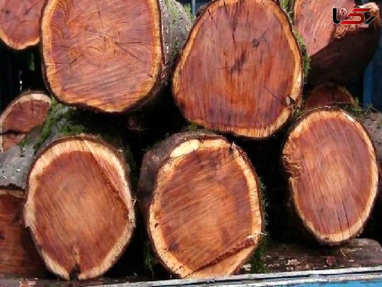 5 تن چوب قاچاق در تاکستان کشف شد