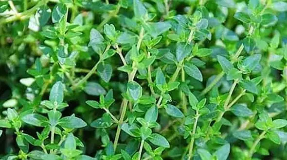 خطرات مصرف آویشن در این افراد وجود دارد