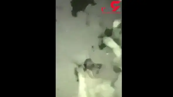 کتک خوردن مرد سگ آزار توسط مردم ! / سگ خونین و مالین شده بود + فیلم تکاندهنده