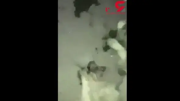 کتک خوردن مرد سگ آزار توسط مردم ! / سگ خونین و مالین شده بود + فیلم تکاندهنده
