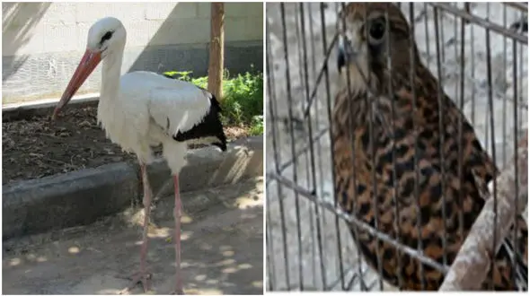 تحویل دو بال لک لک سفید و یک بهله دلیجه به محیط زیست + عکس