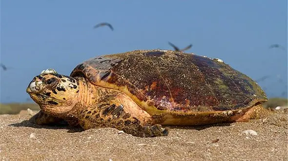  مرگ دسته جمعی لاک‌پشت های دریایی در سواحل ‌جاسک / علت چیست؟