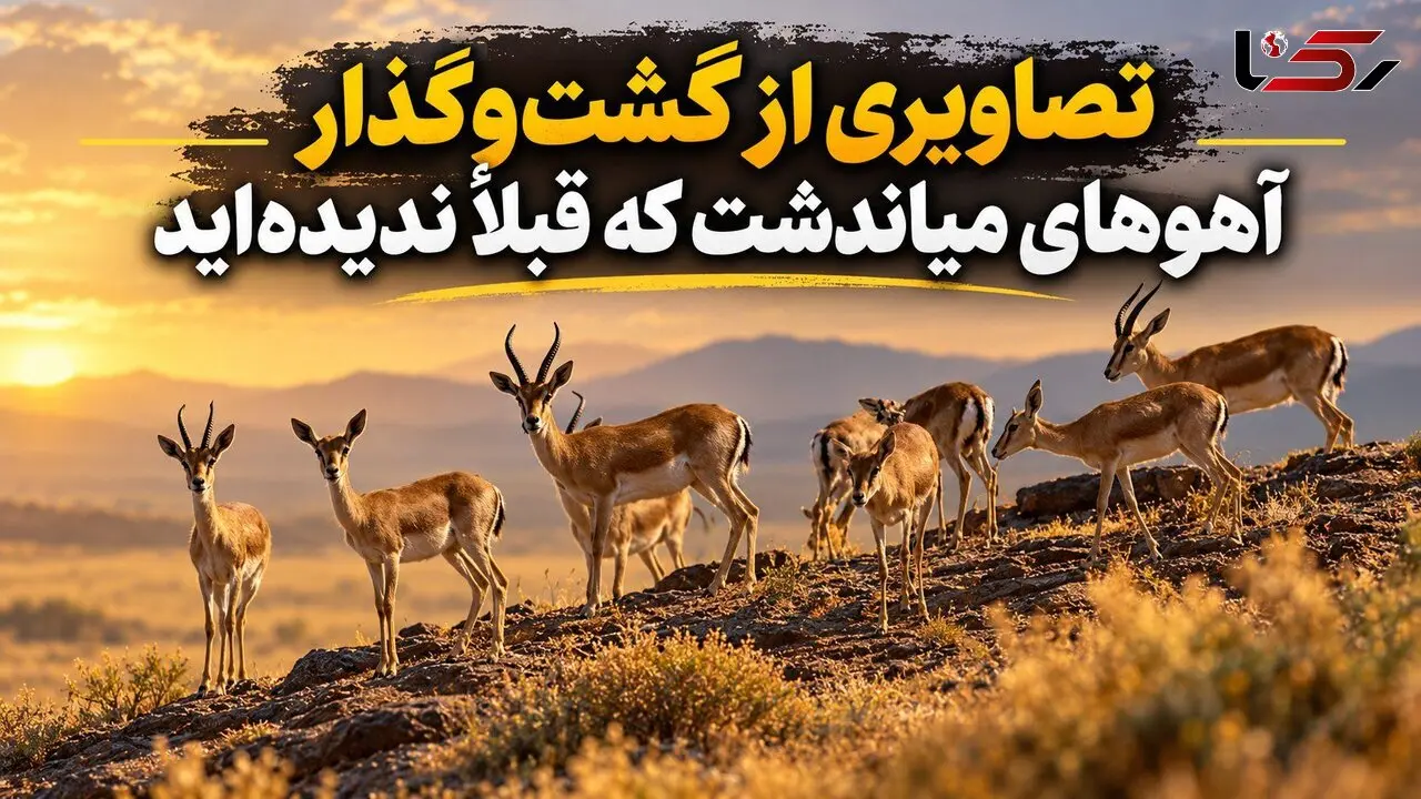 فیلم جالب گشت و گذار آهو های میاندشت که تا الان ندیده اید! 