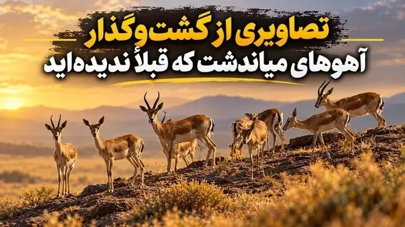 فیلم جالب گشت و گذار آهو های میاندشت که تا الان ندیده اید! 