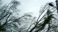 
سقوط 6 اصله درخت بر اثر وزش شدید باد در فومن