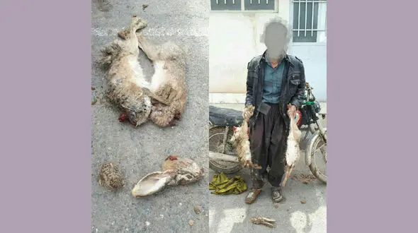 شکارچی بی رحم سر بچه خرگوش را از رحم  مادرش بیرون کشید + عکس های تکاندهنده