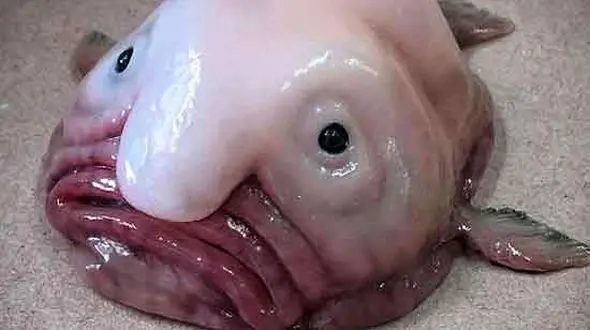 این موجودات را در دریا ببینید وحشت می کنید! + جزییات