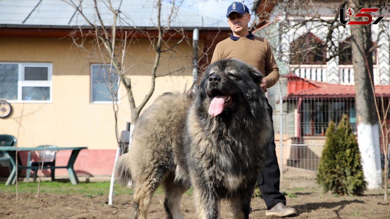 قیمت‌های عجیب سگ قفقازی + عکس