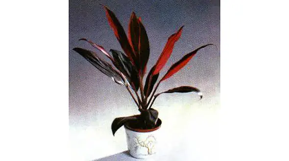 معرفی گیاه / کوردیلین