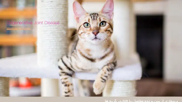 آشنایی با بیماری‭ ‬از‭ ‬بین‭ ‬برنده‭ ‬مفاصل‭ ‬در گربه ها