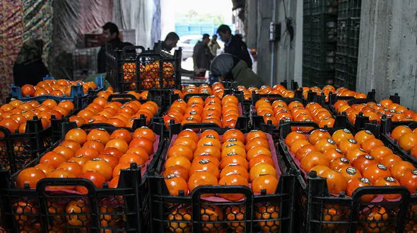 راز پرتقال های رنگی شده در میاندرود