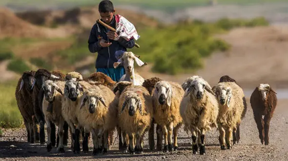 نجات معجزه آسای چوپان 17 ساله در دل کوهستان / ساعت ها جدال با مرگ