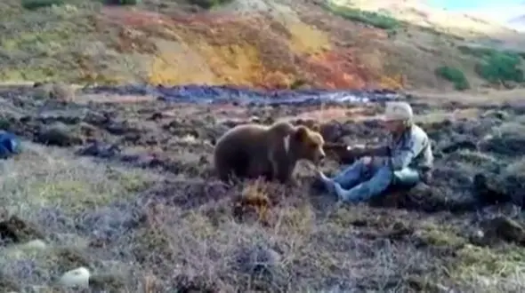 اقدام دیوانه وار یک مرد در غذا دادن به خرس گریزلی + فیلم
