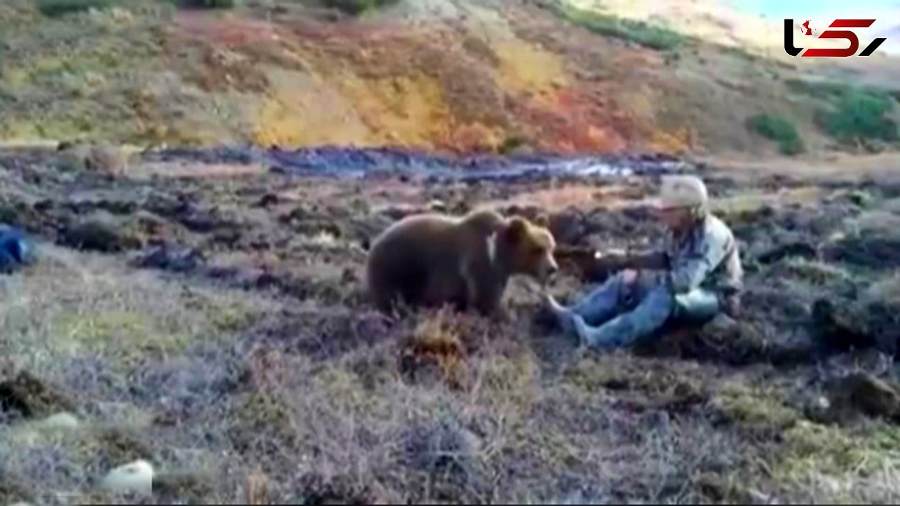 اقدام دیوانه وار یک مرد در غذا دادن به خرس گریزلی + فیلم