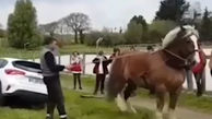 قدرت باورنکردنی اسب در بکسل کردن خودروی شاسی بلند + فیلم