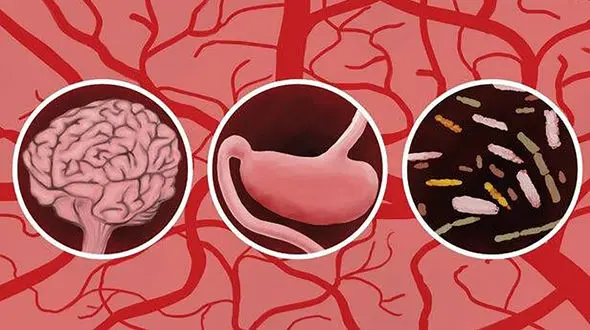 مغز دوم بدن چیست؟