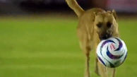 ورود سگ به مسابقه فوتبال در مکزیک