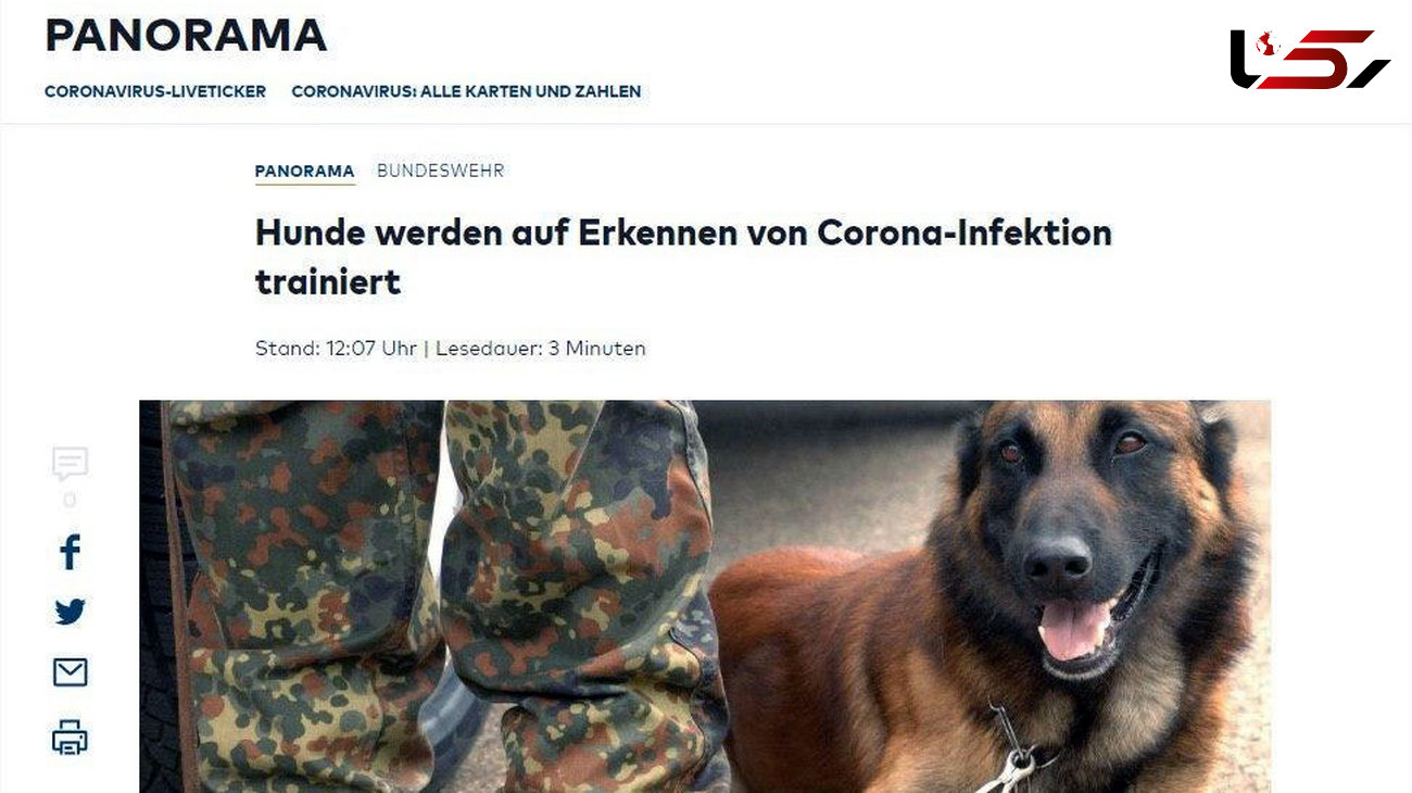 این 10 سگ کرونا یاب هستند! / ارتش آلمان آموزش داد + عکس
