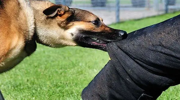 محکومیت شهرداری بندر امام درپرونده حمله یک سگ به کودک