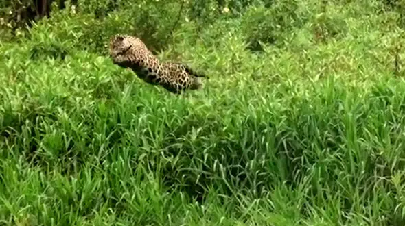 فیلم شکار تمساح توسط جگوار