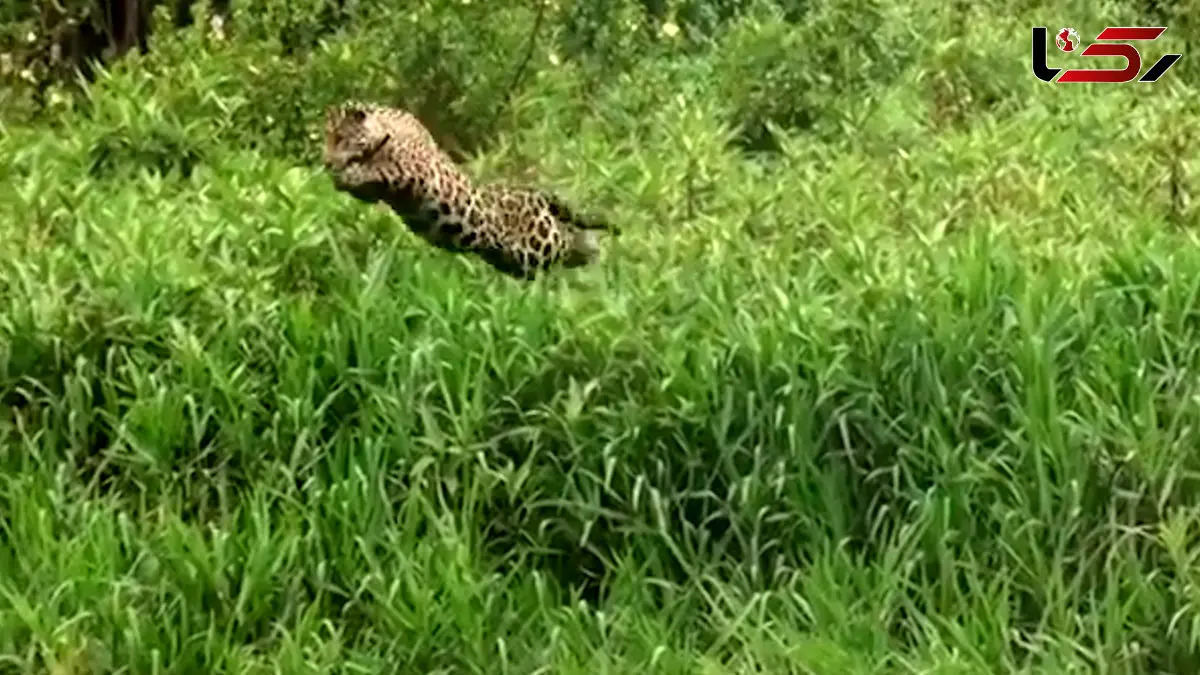 فیلم شکار تمساح توسط جگوار