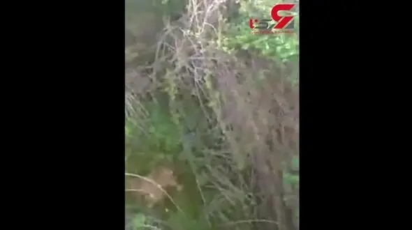 آبشار زیبای شیمن در ایذه + فیلم