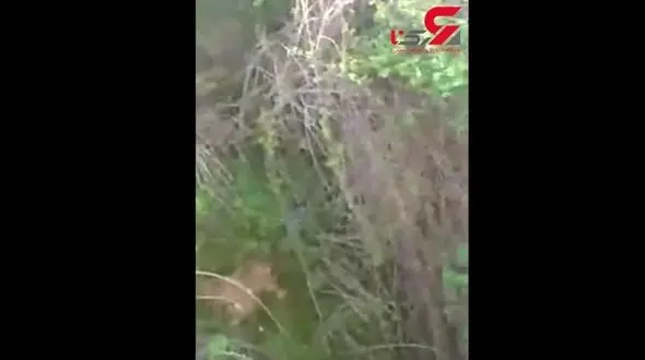 آبشار زیبای شیمن در ایذه + فیلم