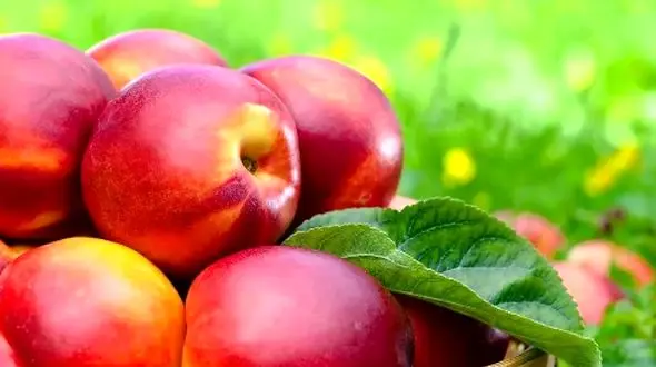 فرق بین هلو، شلیل، شبرنگ و شفتالو