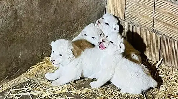 شیر سفید کرجی ۴ قلو زایید