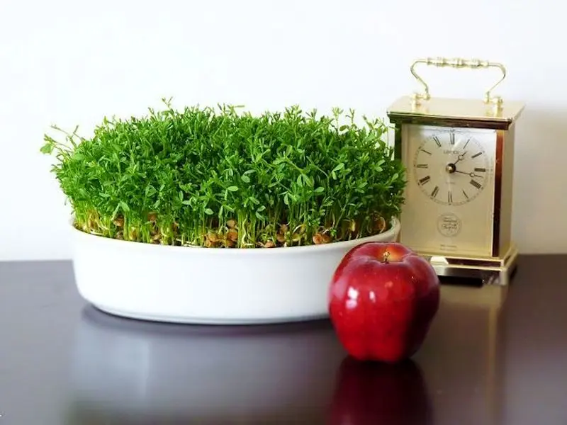 مدل سبزه عید ۱۴۰۵ | بهترین ایده های خلاقانه ساده و جذاب مدل سبزه عید ۱۴۰۵ مخصوص عروس هایی که میخوان سفره هفت سین شیکی داشته باشن!