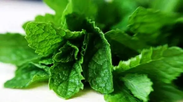 سنگ کلیه را با یک سبزی معطر نابود کنید