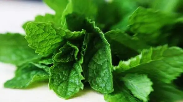 سنگ کلیه را با یک سبزی معطر نابود کنید