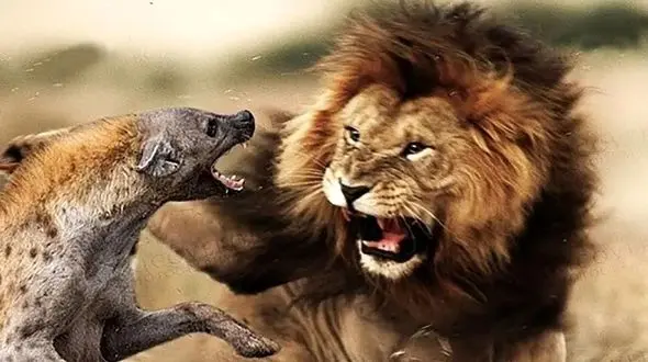 شیرها در مقابل کفتارهای راه راه؛ مستند جذاب حیات وحش / فیلم