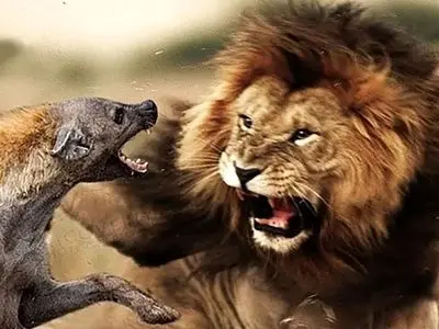 شیرها در مقابل کفتارهای راه راه؛ مستند جذاب حیات وحش / فیلم