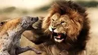 شیرها در مقابل کفتارهای راه راه؛ مستند جذاب حیات وحش / فیلم