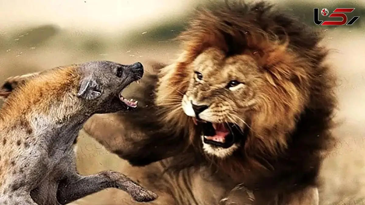 شیرها در مقابل کفتارهای راه راه؛ مستند جذاب حیات وحش / فیلم