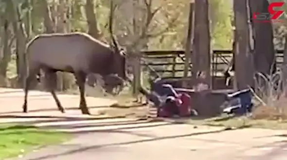 حمله یک گوزن به بازدیدکنندگان در پارک جنگلی + فیلم 
