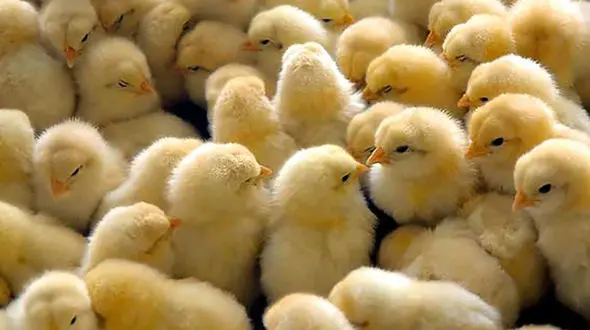 جوجه‌ ریزی متوقف شد / دولت عواقب تصمیماتش را در نظر نمی گیرد + فیلم