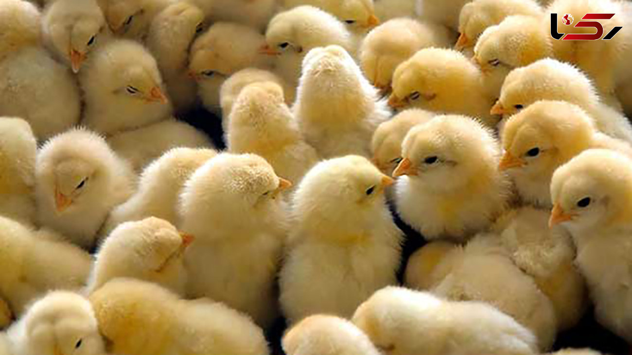 قیمت جوجه یک روزه 40 درصد کمتر از قیمت تولید / خطر ورشکستگی در انتظار مرغداران