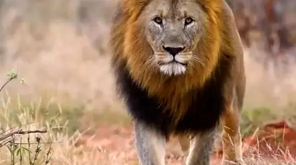 از ابهت سلطان جنگل تا با احتیاط بودن آفتاب پرست