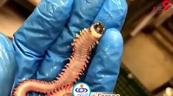 کشف کرم دریایی عجیبی که «جیغ» می‌زند!