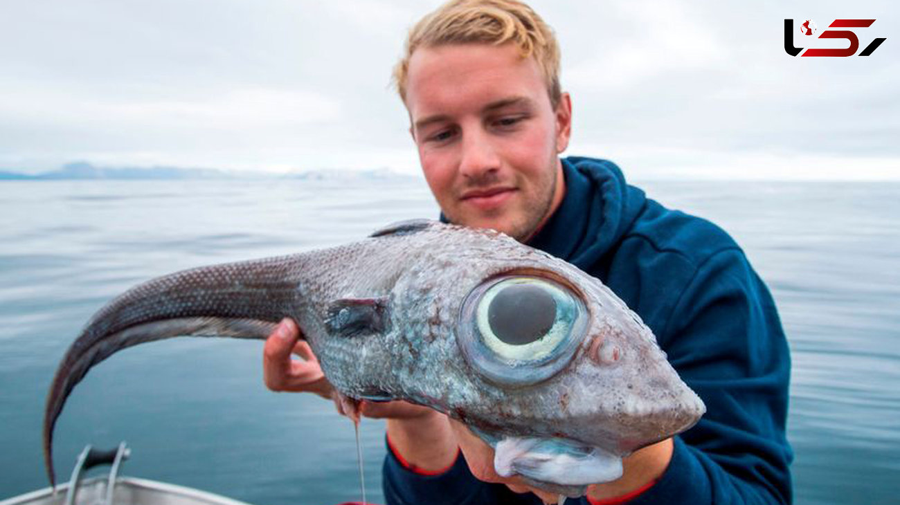 صید ماهی عجیب الخلقه در نروژ + عکس