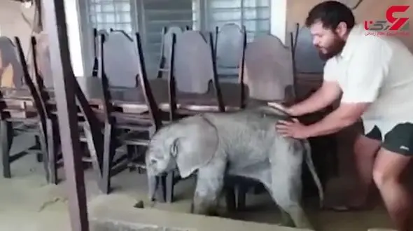 فیلمی زیبا از نجات بچه فیل گمشده توسط شکارچی مهربان