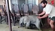 فیلمی زیبا از نجات بچه فیل گمشده توسط شکارچی مهربان