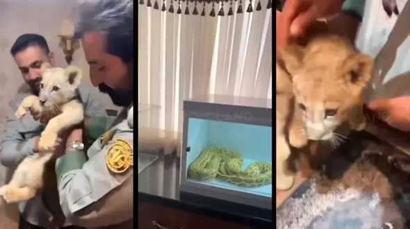 فیلم نگهداری از توله شیر وخشی  و مار پیتون در خانه یک تهرانی ! / ماموران حیوانات را با خود بردند !