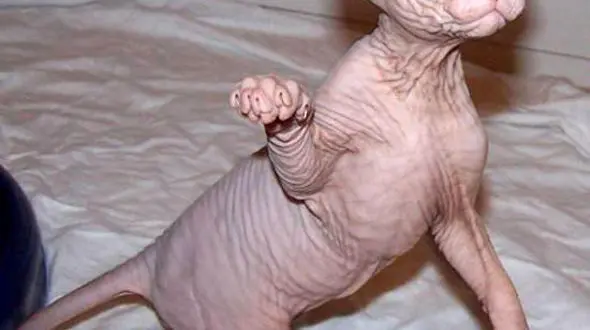  وحشتناک ترین گربه دنیا در خانه رونالدو + عکس 