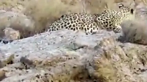 ببینید | تازه‌ترین تصویر از پلنگ ایرانی، زیبا و باشکوه + فیلم