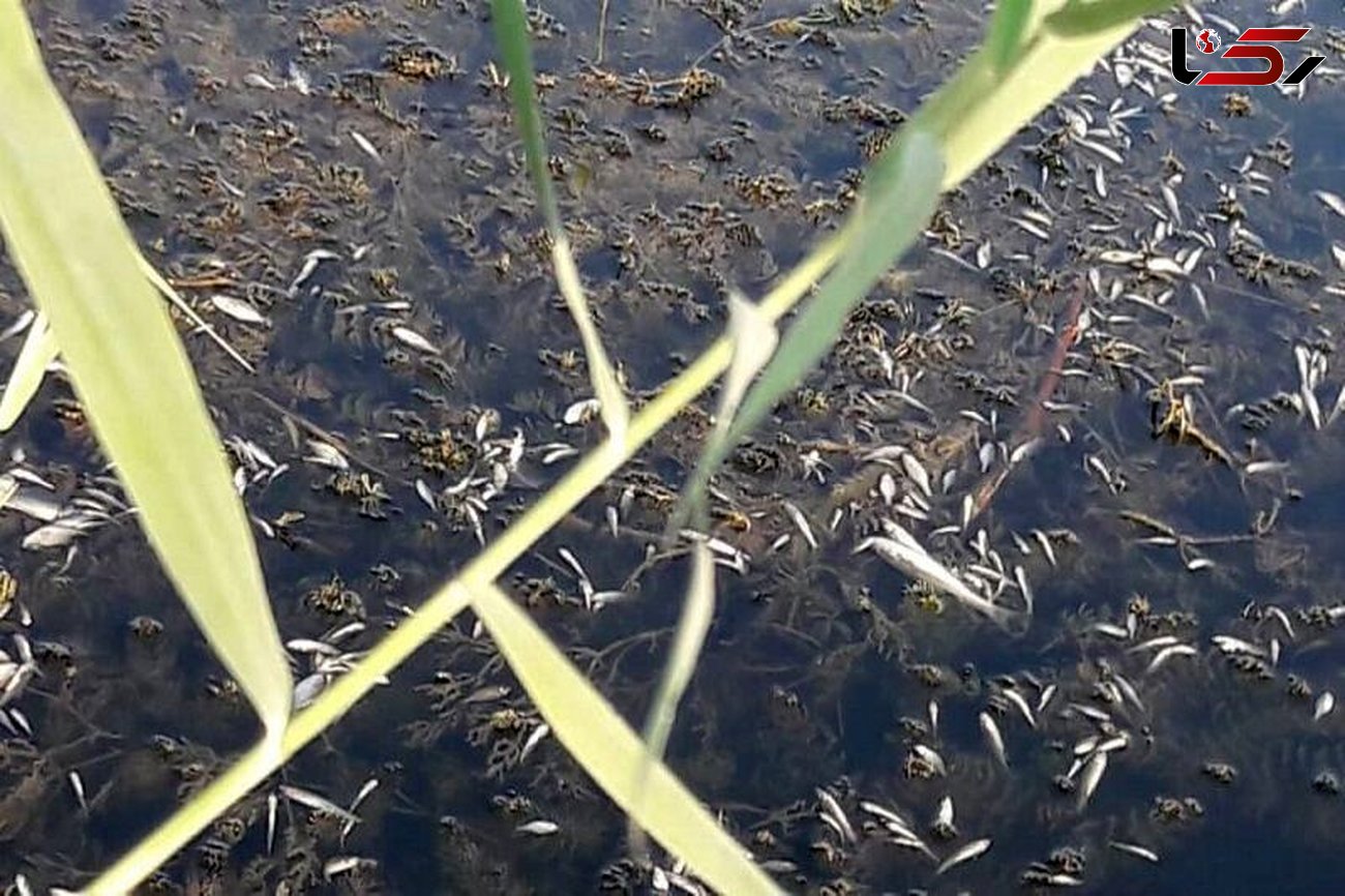تلف شدن بیش از ۵۰ هزار قطعه ماهی در مهاباد